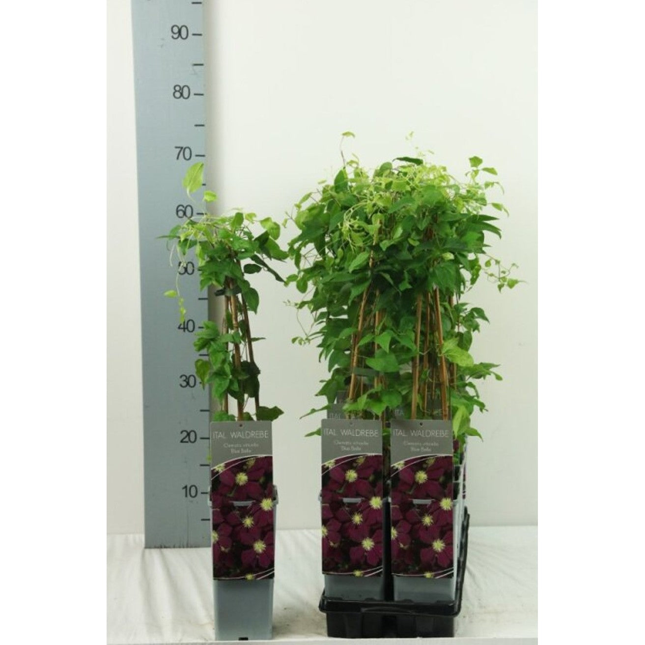 Klematis – Clematis 'Blue Belle' - C2 50-60 CM 3 Stick